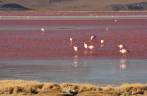 Flamingos se alimentam nas águas vermelhas da Laguna Colorada, no sudoeste da Bolívia